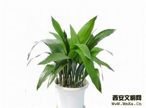 養(yǎng)殖,注意事項(xiàng),植物,方法