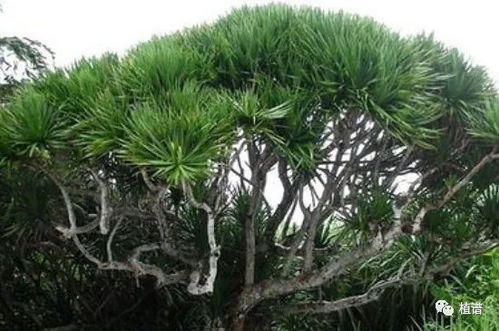 不老松的養(yǎng)殖方法和注意事項,不老松怎么養(yǎng)和注意事項,不老松種植注意事項