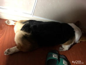 公柯基配種后注意事項(xiàng)