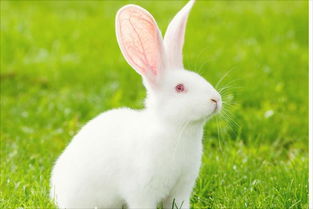 貓咪長途運(yùn)輸注意事項(xiàng),冰箱長途運(yùn)輸注意事項(xiàng),葡萄長途運(yùn)輸注意事項(xiàng)