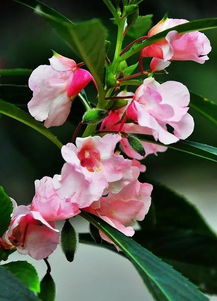 鳳仙花的養(yǎng)殖方法和注意事項