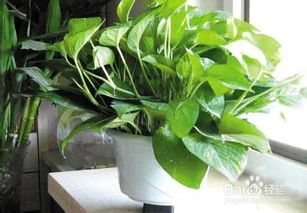 養(yǎng)殖,注意事項(xiàng),方法,綠蘿