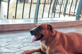 幼犬喂養(yǎng)應(yīng)該注意事項