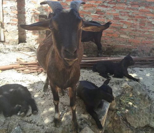 母羊產(chǎn)前注意事項