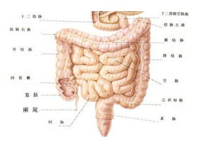 直腸息肉飲食注意事項