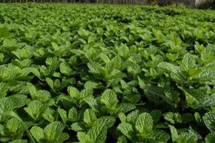 薄荷種子種植方法和注意事項