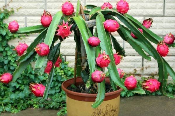 盆栽火龍果的管理與注意事項(xiàng),盆栽火龍果的養(yǎng)殖方法和注意事項(xiàng),火龍果的養(yǎng)殖方法與注意事項(xiàng)