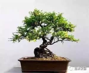 楠木移栽需要注意事項(xiàng)