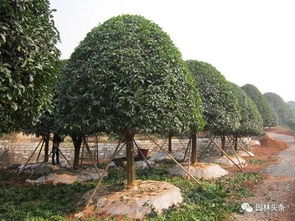 七里香樹苗移栽注意事項(xiàng)