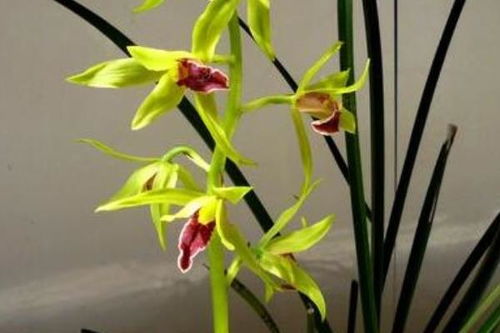 養(yǎng)殖,大葉,注意事項,方法