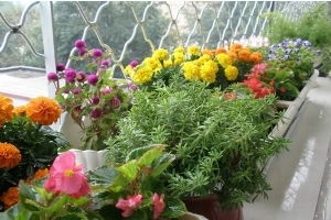 夏季,注意事項,養(yǎng)花,家庭