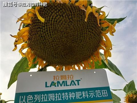 向日葵,發(fā)芽,注意事項(xiàng)