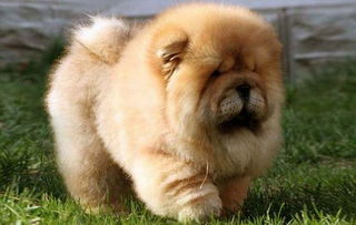 養(yǎng)松獅犬的注意事項(xiàng)