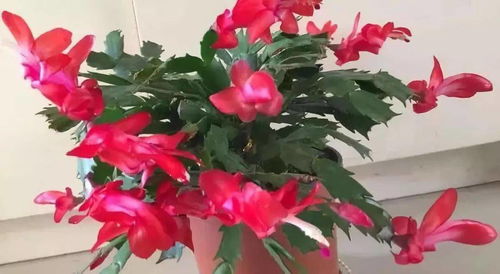 花蕾,注意事項,蟹抓蘭