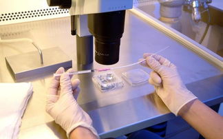 試管胚胎移植后注意事項(xiàng),移植鮮胚后注意事項(xiàng),試管移植鮮胚后注意事項(xiàng)才能成功率高