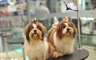 面料拉毛注意事項,墻面拉毛注意事項,室內地坪拉毛注意事項