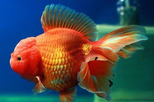 獅子頭金魚家庭飼養(yǎng)注意事項