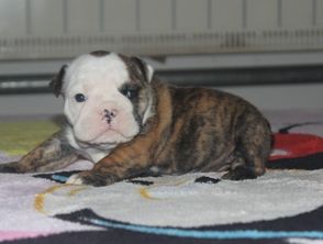 法國(guó)斗牛幼犬注意事項(xiàng)