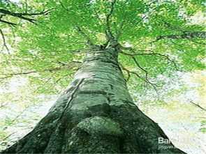 樹移栽注意事項(xiàng),移樹注意事項(xiàng),石灰水刷樹的注意事項(xiàng)