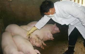 口蹄疫,注意事項(xiàng)