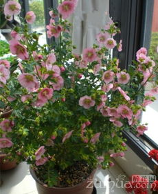 小木槿花夏季養(yǎng)護(hù)注意事項(xiàng)