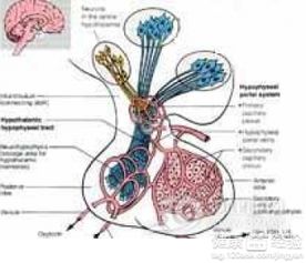 胃息肉切除后注意事項,息肉切除后注意事項,做了腦垂體手術后注意事項