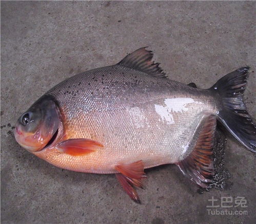 注意事項(xiàng),黃鰭鯧