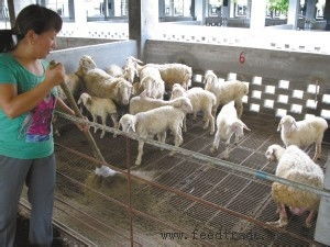 養(yǎng)羊的注意事項,養(yǎng)羊技巧和注意事項,新手養(yǎng)羊注意事項