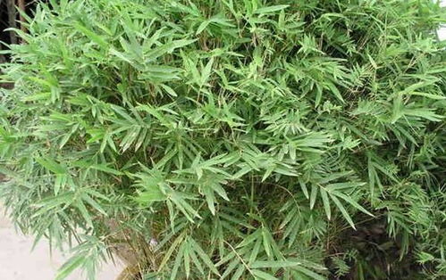 鳳尾竹換盆注意事項