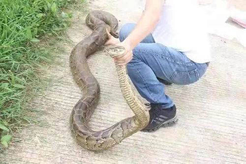 蟒蛇,注意事項