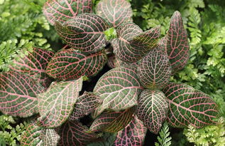 網(wǎng)紋草的養(yǎng)殖方法和注意事項,網(wǎng)紋草的種植方法和注意事項,水培網(wǎng)紋草的養(yǎng)殖方法和注意事項