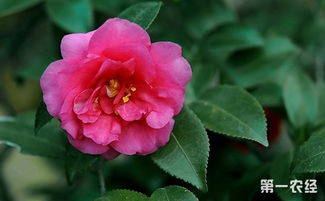 家庭養(yǎng)殖茶梅注意事項(xiàng)