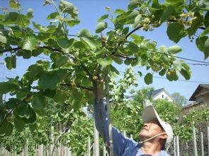 獼猴桃的食用方法與注意事項(xiàng),獼猴桃存放注意事項(xiàng),吃獼猴桃注意事項(xiàng)