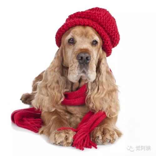 英國,養(yǎng)狗,注意事項