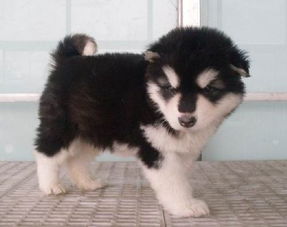 美國阿拉斯加注意事項?,阿拉斯加飼養(yǎng)注意事項,阿拉斯加飲食注意事項