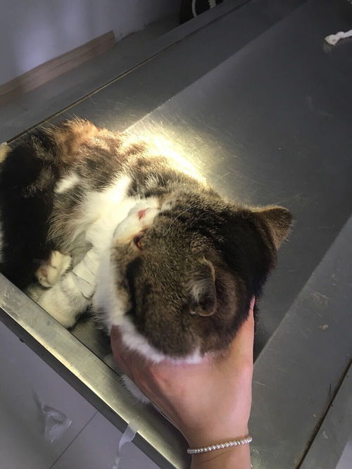 公貓去勢前注意事項(xiàng),公貓去勢的手術(shù)過程及注意事項(xiàng),公貓去勢手術(shù)后注意事項(xiàng)