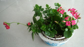 長(zhǎng)壽花換盆的注意事項(xiàng),長(zhǎng)壽花冬季換盆注意事項(xiàng),長(zhǎng)壽花春季換盆注意事項(xiàng)