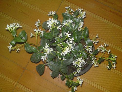 茉莉青餅注意事項(xiàng)