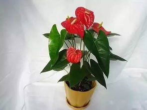 怎樣養(yǎng)紅掌應(yīng)該注意什么,紅掌的養(yǎng)殖方法和注意事項有哪些的養(yǎng)殖方法和注意事項,水培紅掌的養(yǎng)殖方法和注意事項有哪些