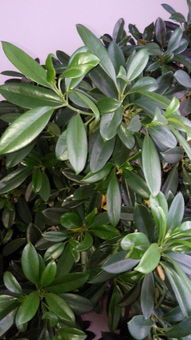 平安樹冬季的養(yǎng)殖方法和注意事項,平安樹夏季的養(yǎng)殖方法和注意事項,平安樹的養(yǎng)殖方法和注意事項養(yǎng)殖日記