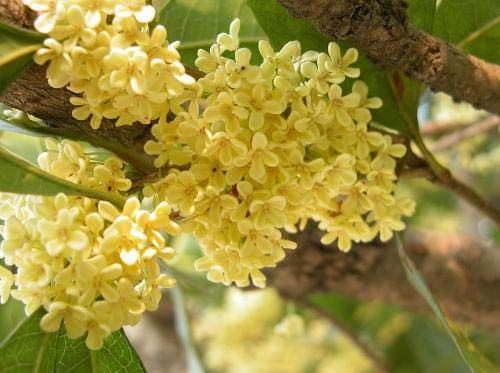 重壓,主干,注意事項(xiàng)