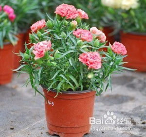 石竹康乃馨的種植方法和注意事項,康乃馨種子的種植方法和注意事項,康乃馨盆栽種植方法和注意事項