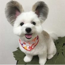 呼吸道感染的注意事項,狗狗呼吸道感染的癥狀有哪些,寶寶呼吸道感染注意事項