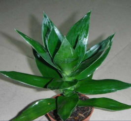 水培,觀音,養(yǎng)殖,注意事項(xiàng)