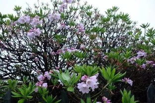 山杜娟花移殖方法和注意事項(xiàng)