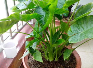 滴水觀音換土注意事項