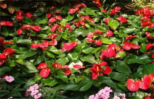 養(yǎng)殖,注意事項(xiàng),方法,紅掌