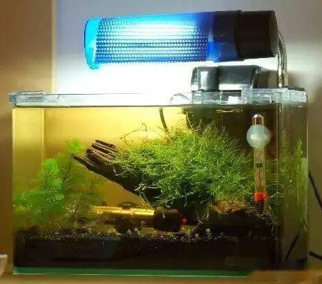 魚缸,注意事項,換水