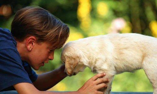 懷孕家里養(yǎng)狗注意事項(xiàng),家里養(yǎng)狗和孩子在一起的注意事項(xiàng),家里有孩子養(yǎng)狗注意事項(xiàng)