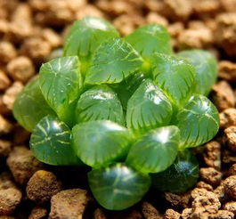 播種,注意事項(xiàng)